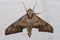 Ambulyx substrigilis