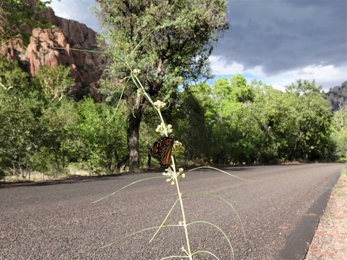 Monarch photographed in Arizona