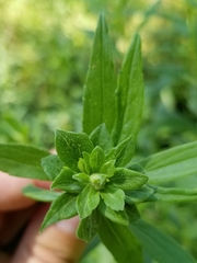 Asphondylia solidaginis