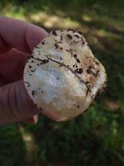 Russula veternosa