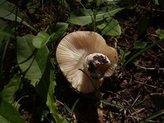 Russula veternosa