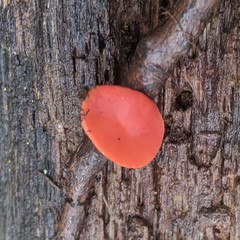 Sarcoscypha occidentalis