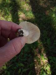 Russula veternosa