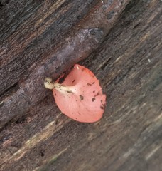 Sarcoscypha occidentalis