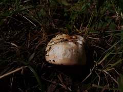 Russula veternosa