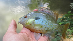 Lepomis auritus