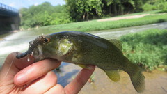 Micropterus dolomieu