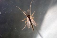 Polypedilum nubeculosum