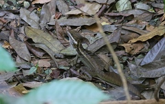 Basiliscus basiliscus
