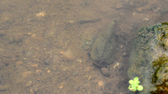 Triops longicaudatus