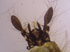 Polypedilum nubeculosum