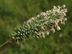 Phleum pratense nodosum