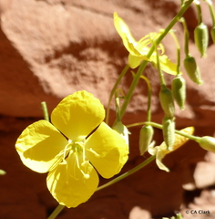 Chylismia multijuga