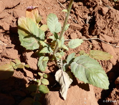 Chylismia multijuga