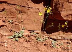 Chylismia multijuga