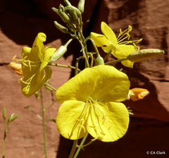Chylismia multijuga