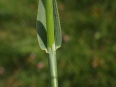 Phleum pratense nodosum