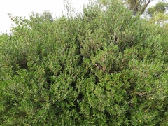 Phillyrea latifolia media