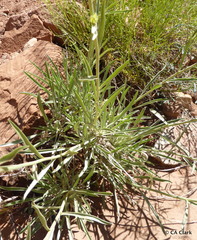 Oreocarya confertiflora