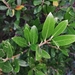 Phillyrea latifolia media - Photo (c) bscrl, μερικά δικαιώματα διατηρούνται (CC BY-NC), uploaded by bscrl