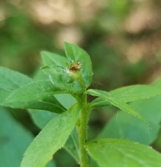 Asphondylia rosulata