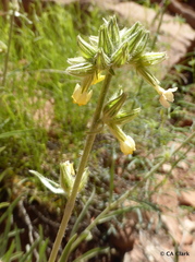 Oreocarya confertiflora