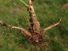 Phleum pratense nodosum