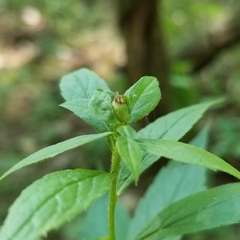 Asphondylia rosulata