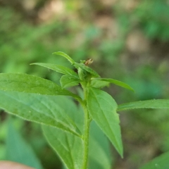 Asphondylia rosulata