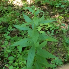 Asphondylia rosulata