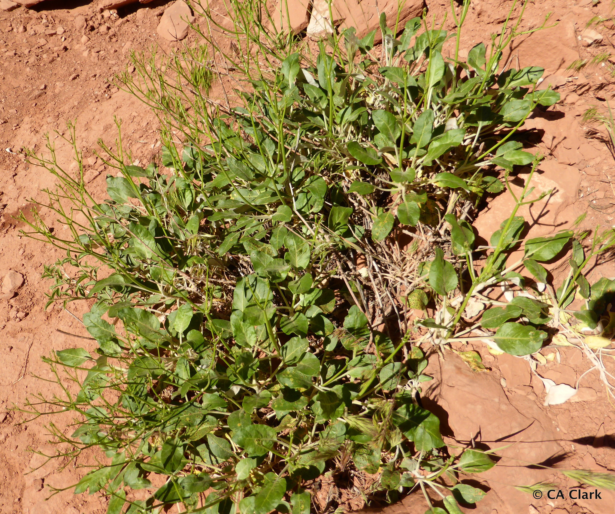 Eriogonum thompsoniae var. albiflorum