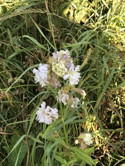 Saponaria officinalis