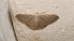 Idaea distinctaria
