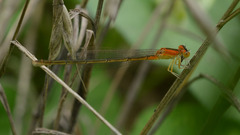 Ischnura asiatica