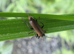Cantharis quadripunctata