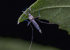 Armigeres subalbatus