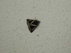 Chalciope