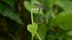 Platycnemis phyllopoda