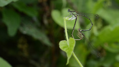 Platycnemis phyllopoda