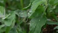 Platycnemis phyllopoda