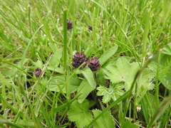 Prunella vulgaris vulgaris