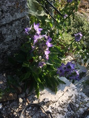Campanula versicolor