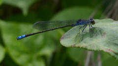 Paracercion v-nigrum