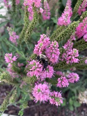 Bombus impatiens