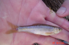 Notropis stramineus