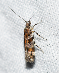 Aristotelia pudibundella