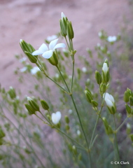 Eremogone macradenia