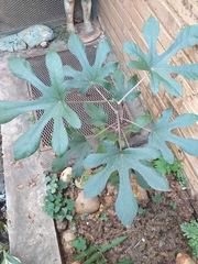 Cecropia adenopus