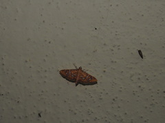 Ischnurges gratiosalis