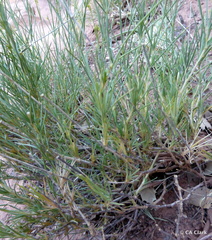 Eremogone macradenia